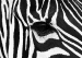 Zebra Face