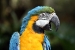 Macaw