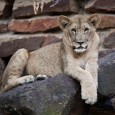 My kids love the zoo. If we go to a city that has a zoo, you can bet it’s on the to-do list.  We have driven through Fort Worth many...