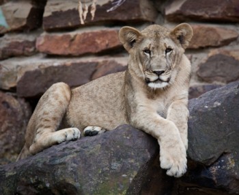 Lion at the Fort Worth Zoo